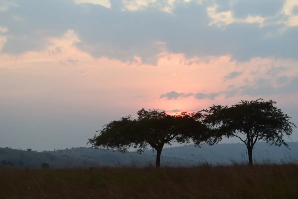 Des acacias au coucher du soleil avec des nuages roses au-dessus des collines