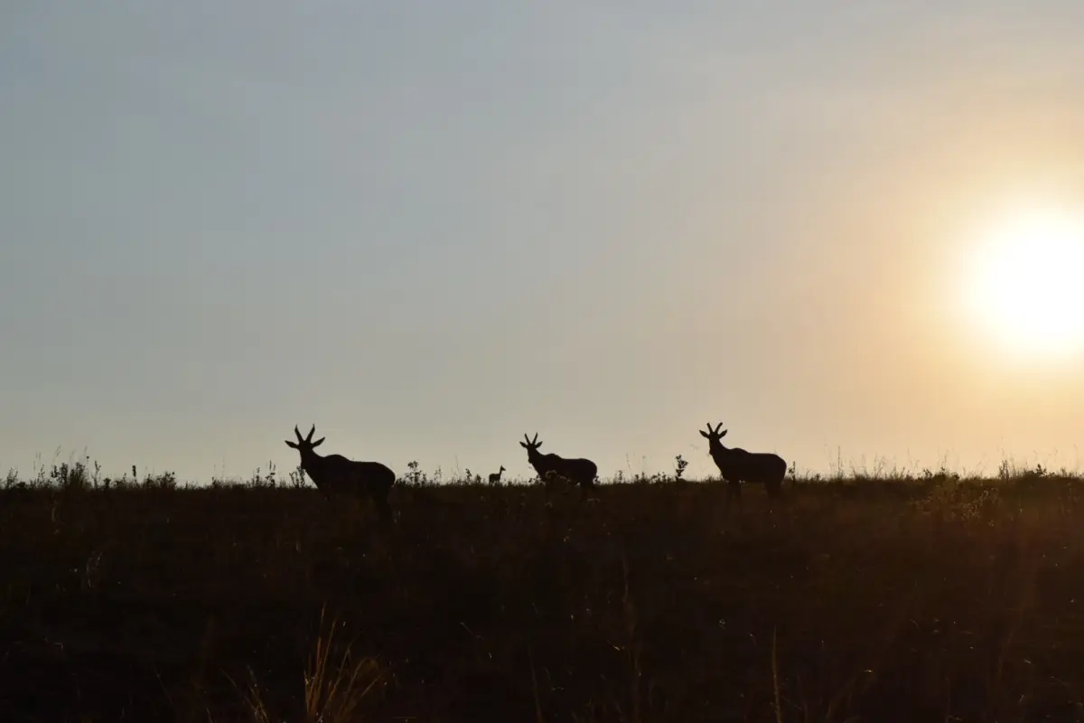Antelopes in silhouette on a ridge at dusk