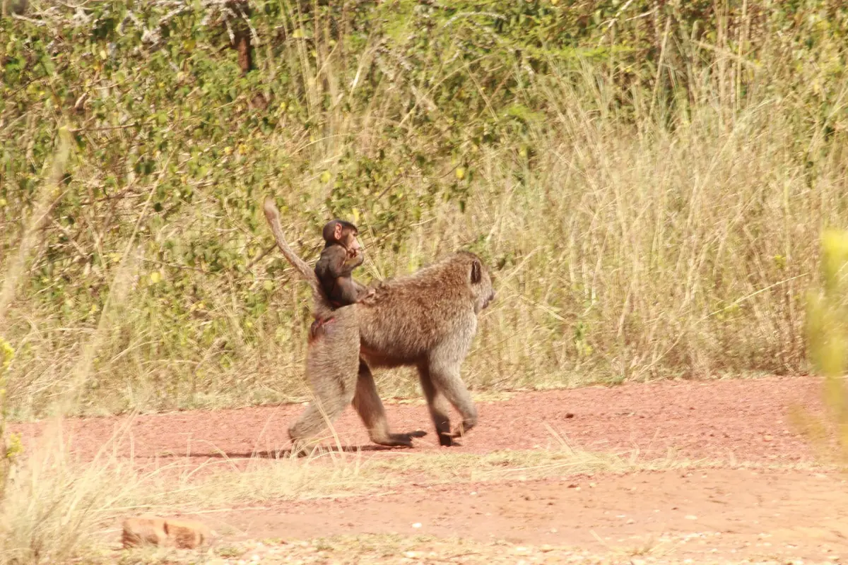 An olive baboon walking on a dirt track by dry grass