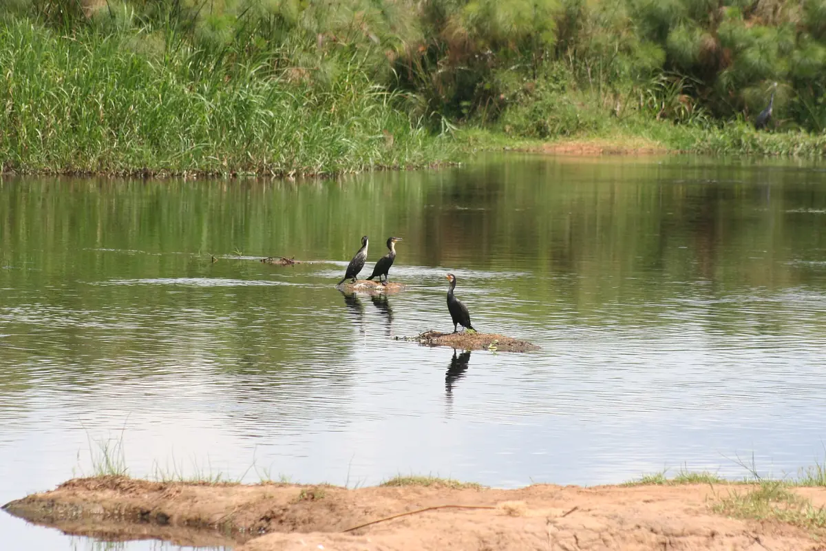 Birds perched on a log in calm water