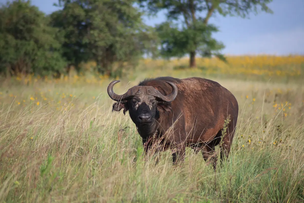 A Cape buffalo standing in tall grass looking at the camera