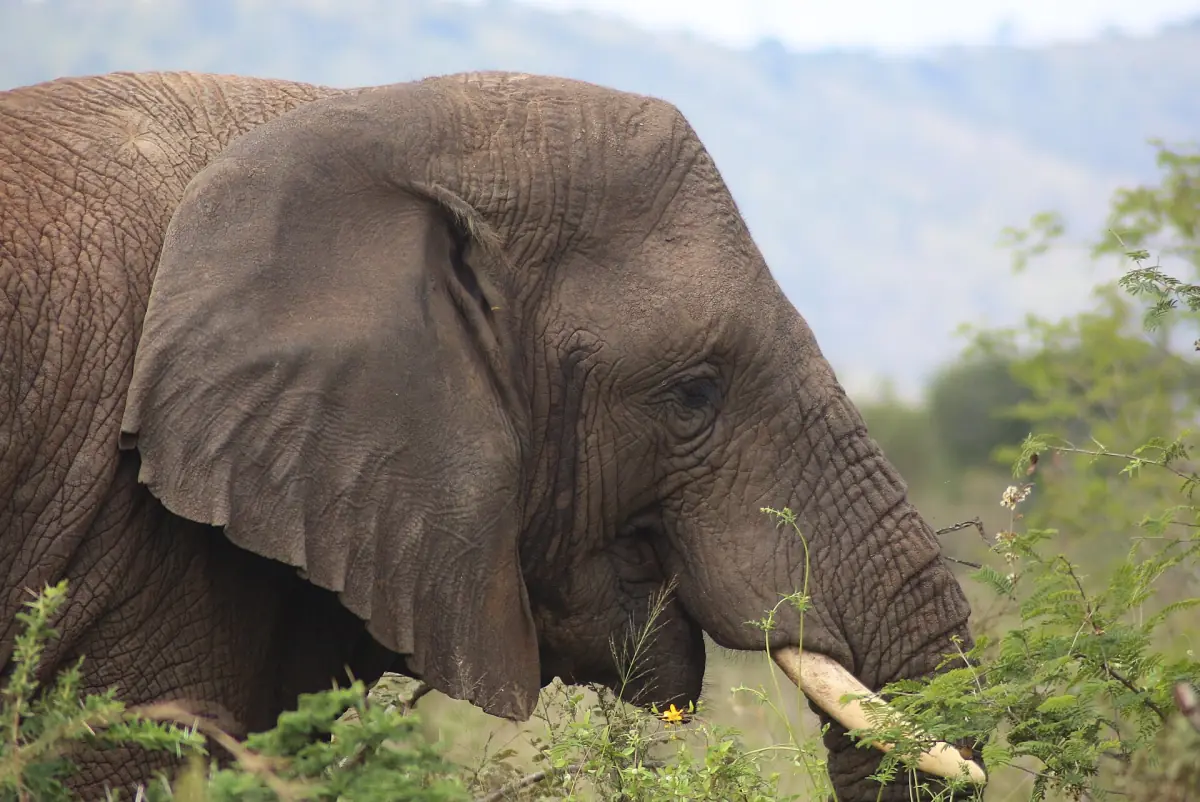 Close view of an elephant head with ear and tusk