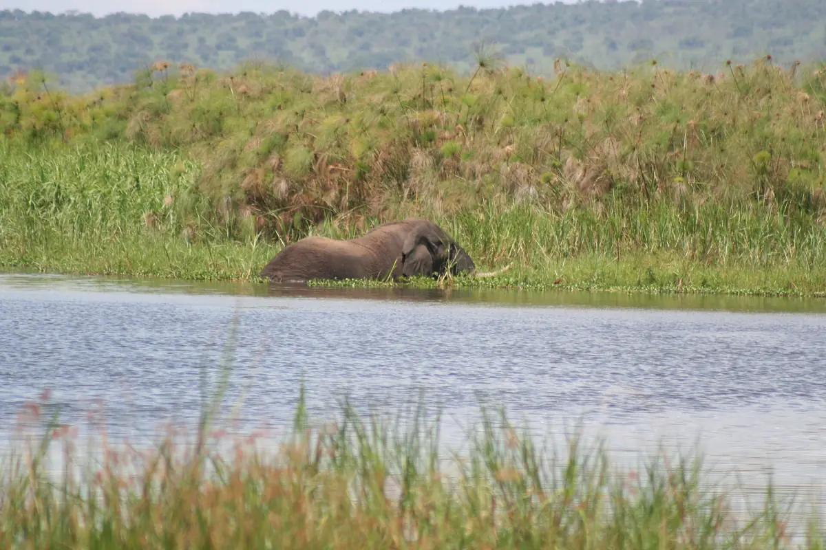 An elephant standing in shallow lake water beside reeds