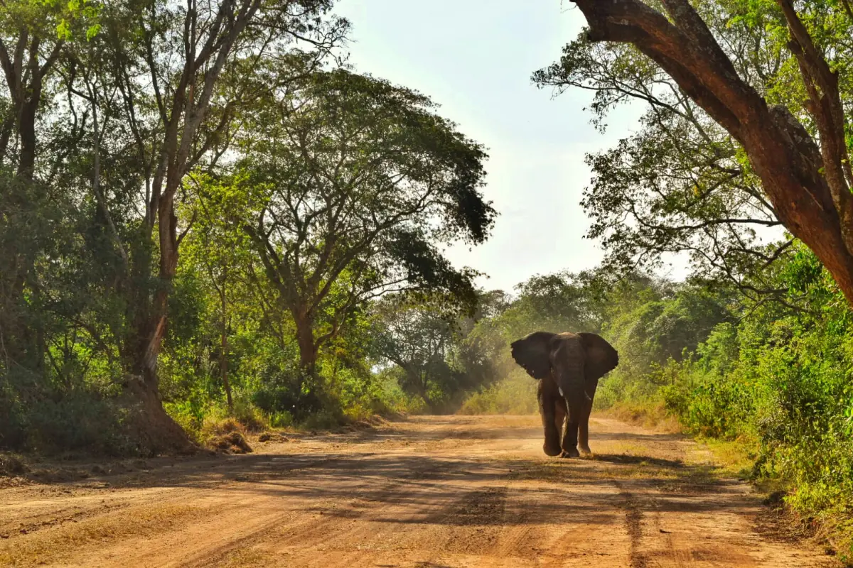 An elephant walking down a dirt track under acacia trees