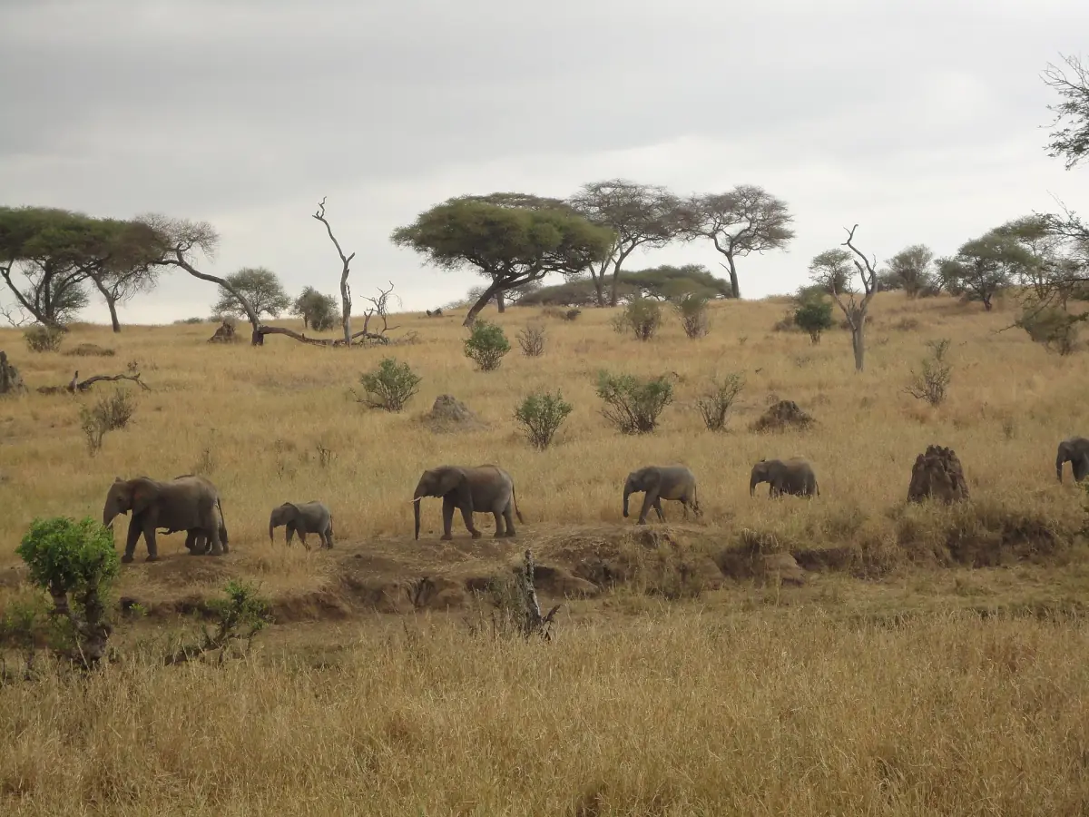 Un troupeau d’éléphants traversant le flanc d’une colline de savane