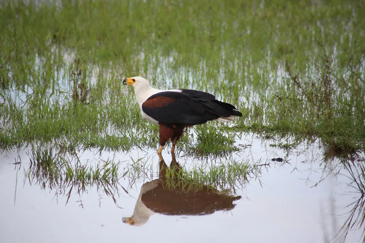 An African fish eagle standing in shallow wetland water
