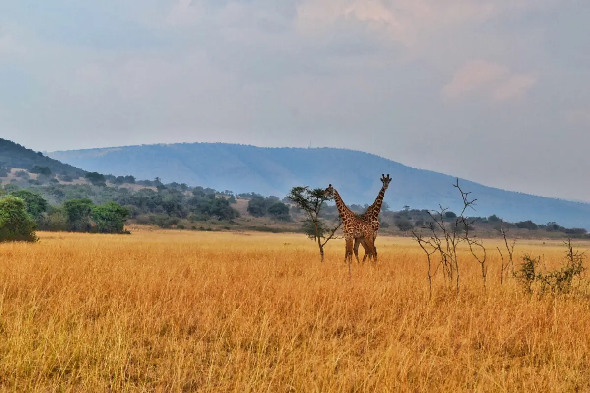 A giraffe in tall dry grass with a blue ridge behind