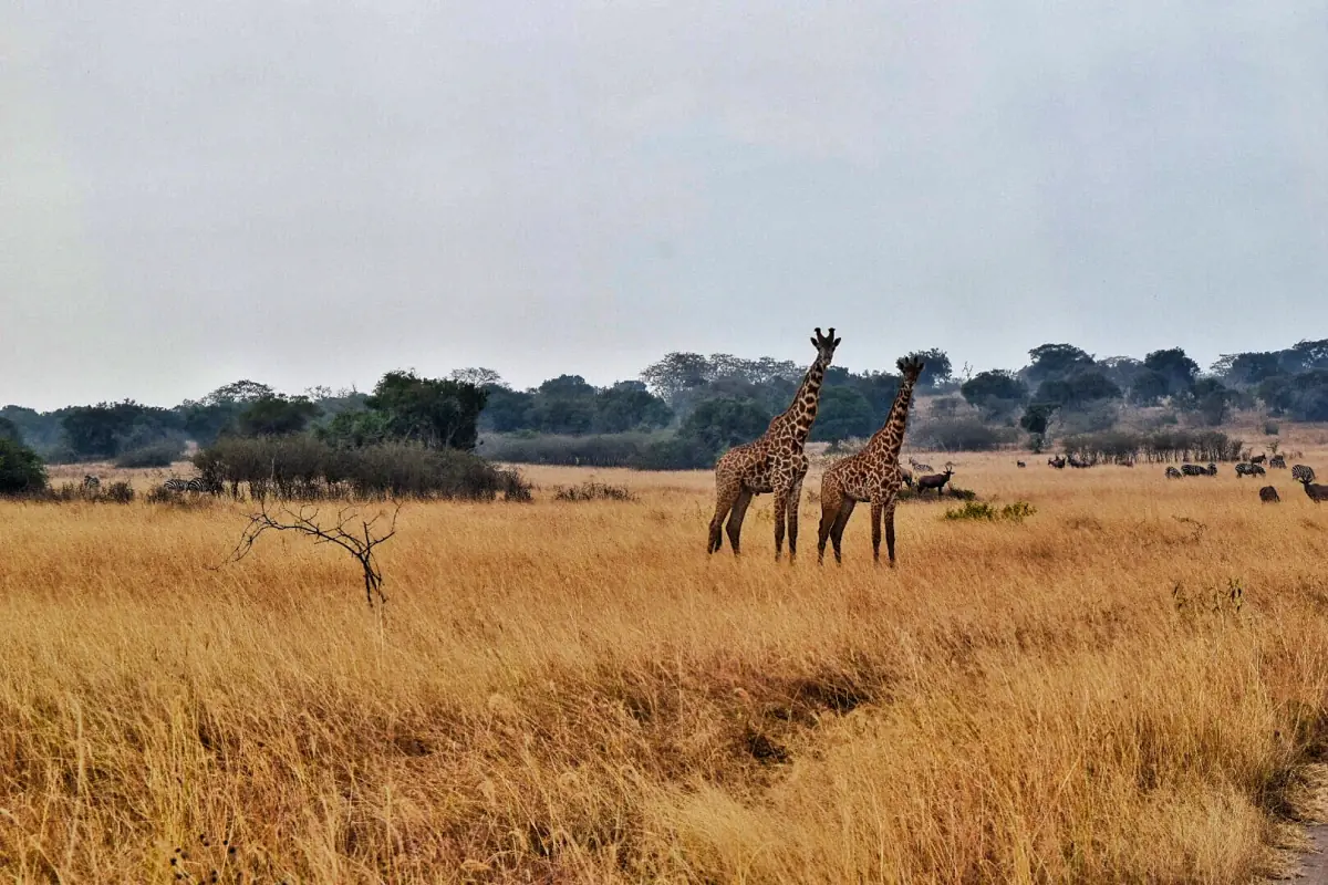 Two giraffes standing in golden grass near acacia trees