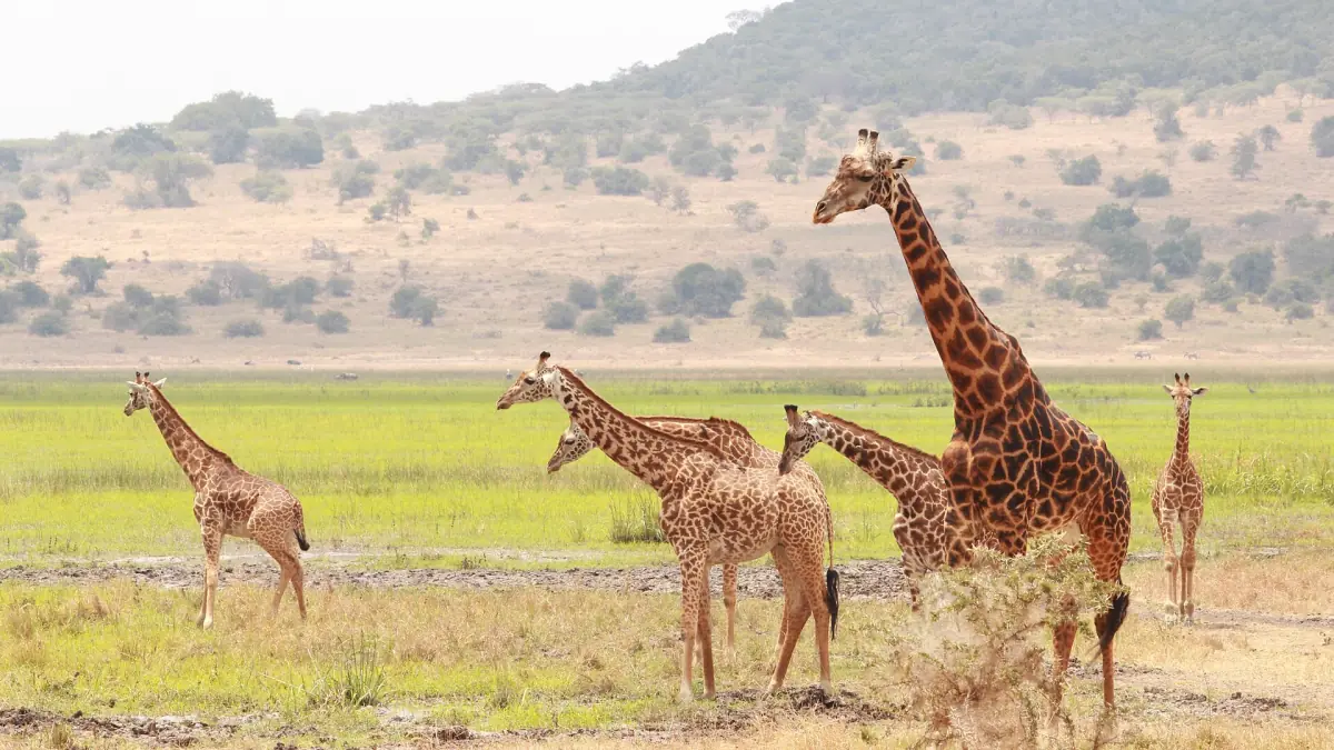 Giraffes grazing on a green plain below the hills of Akagera