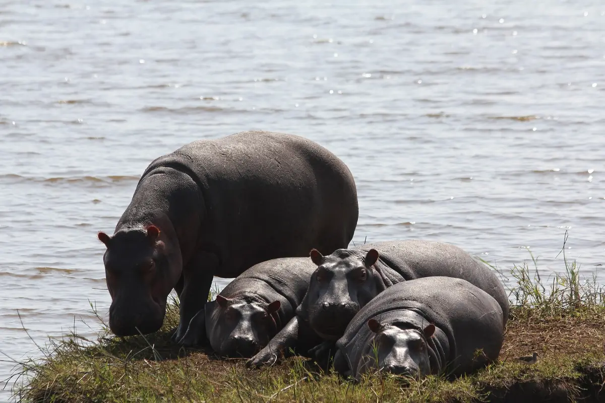 Hippos resting together at the water's edge