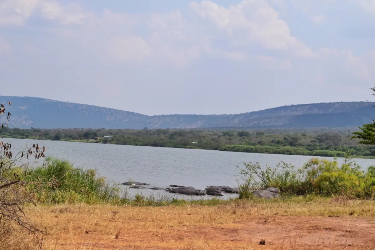 Hippos in a river with hills in the background