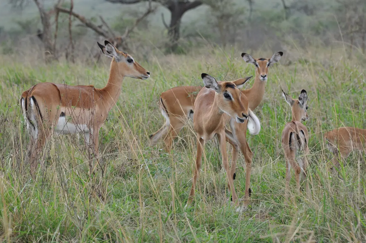 A group of impala standing in tall grass
