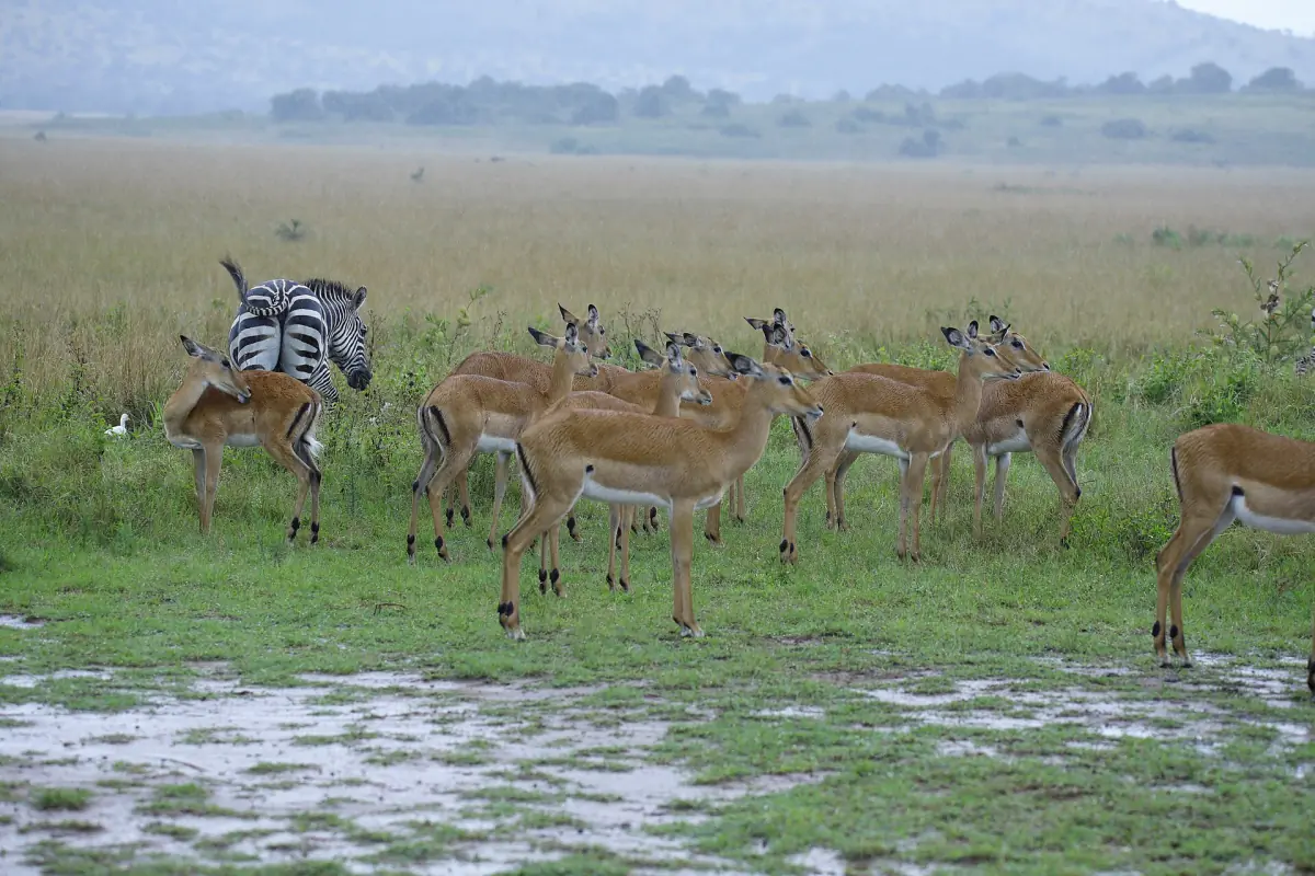 Impala and a zebra on a wet grassland with distant hills