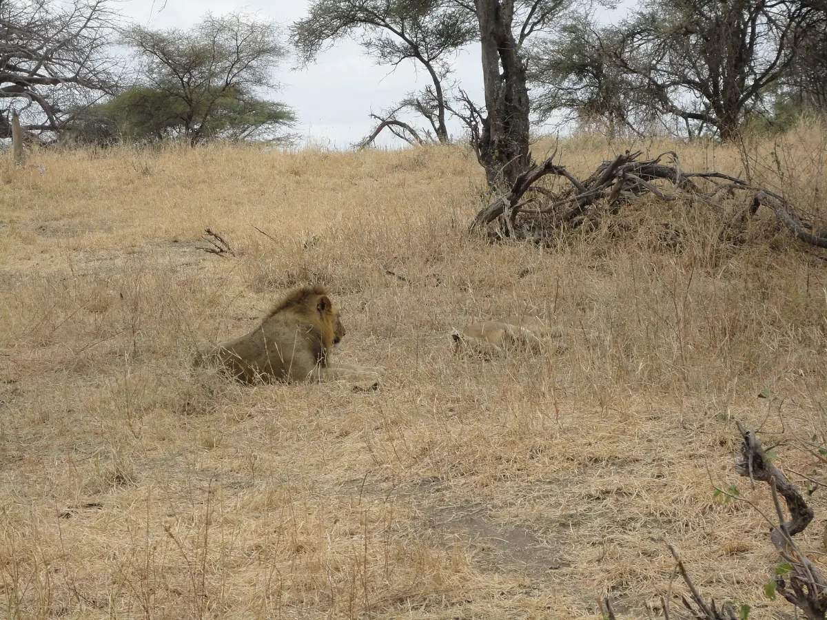 A lion resting in dry grass under bare trees
