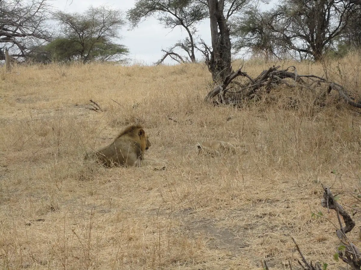 Un lion se reposant dans les herbes sèches sous des arbres dénudés