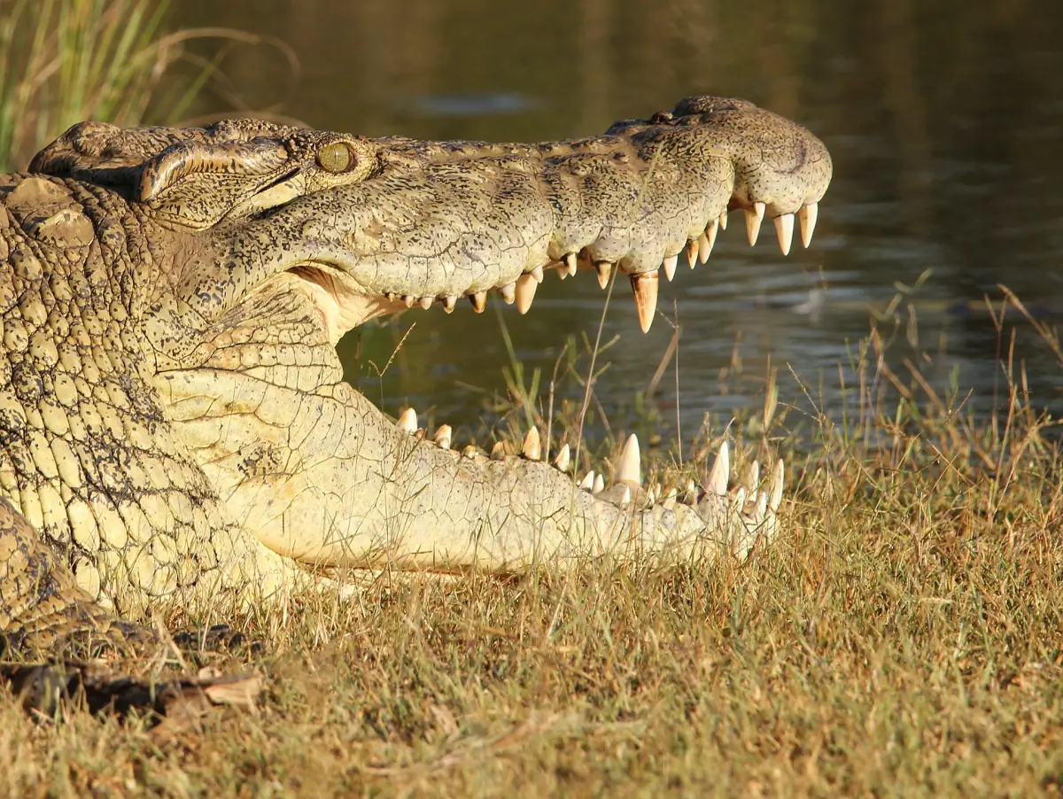 A Nile crocodile with open jaws beside the water