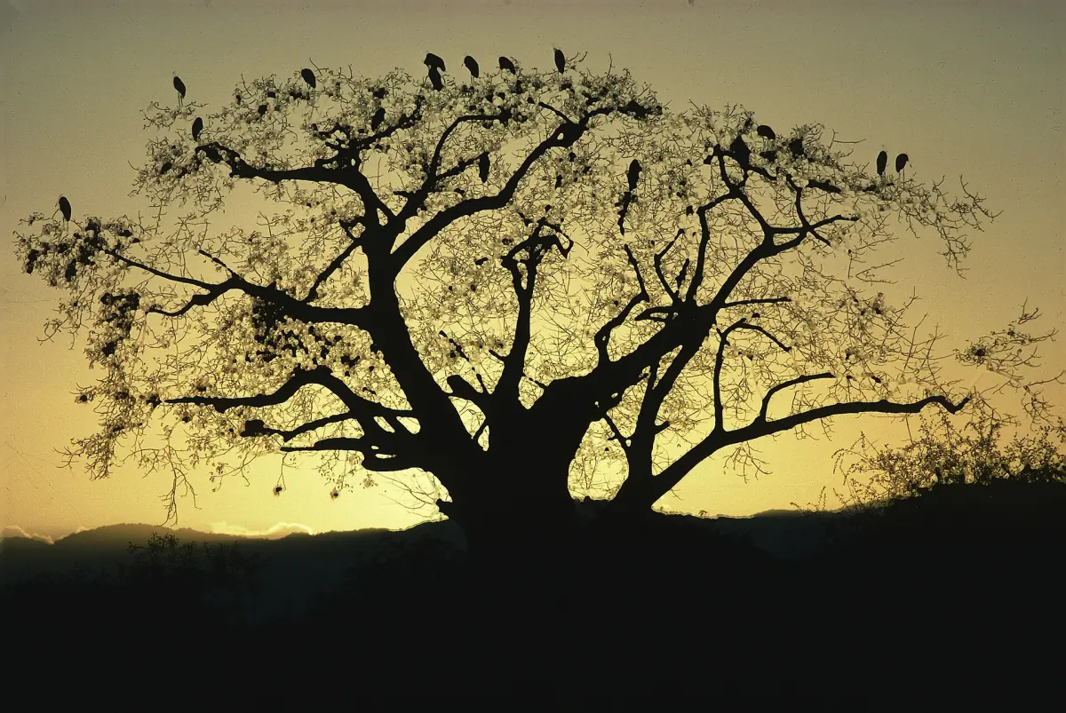 A large tree silhouetted against a golden evening sky