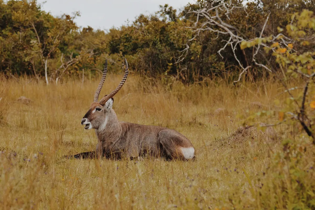 A waterbuck lying in dry grass among bushes