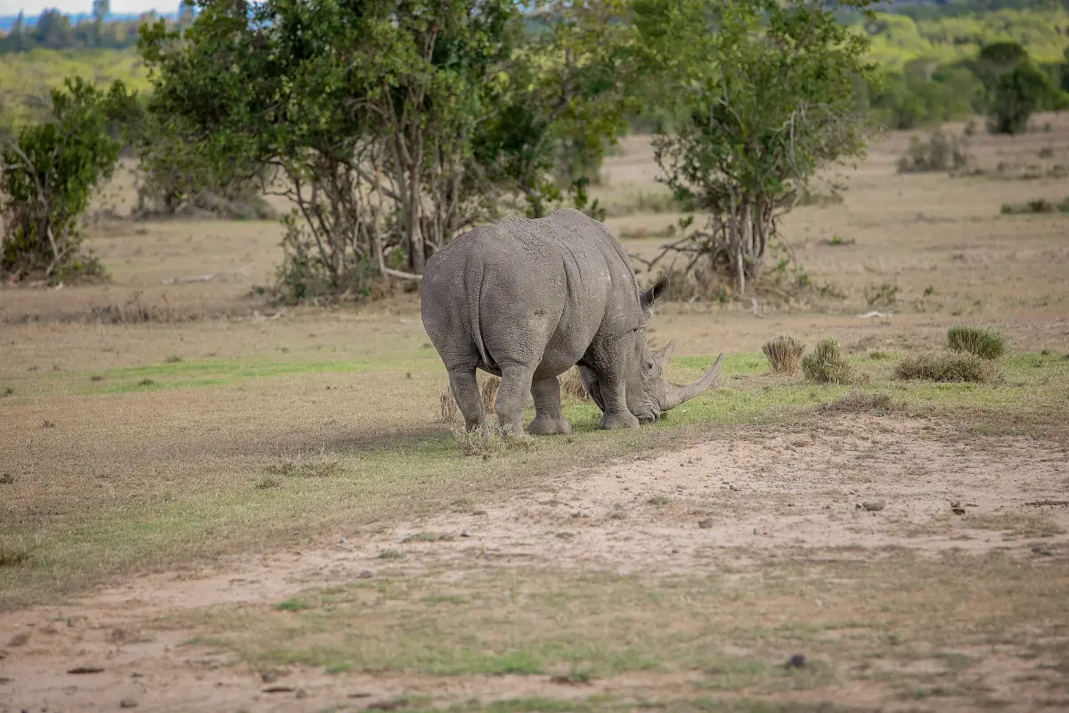 A white rhinoceros grazing on open ground with trees behind