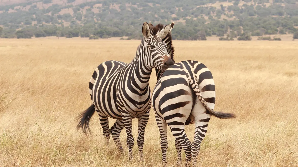 Two zebras standing close together in dry grass