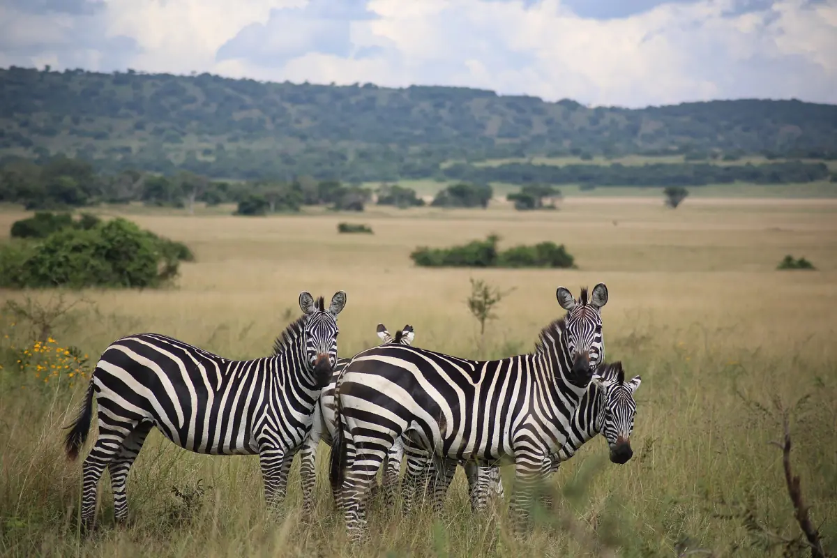 Zebras on an open plain with wooded hills behind