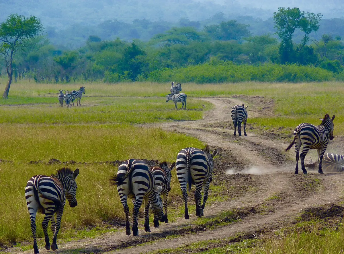 Zèbres marchant sur une piste sablonneuse à travers la savane verdoyante