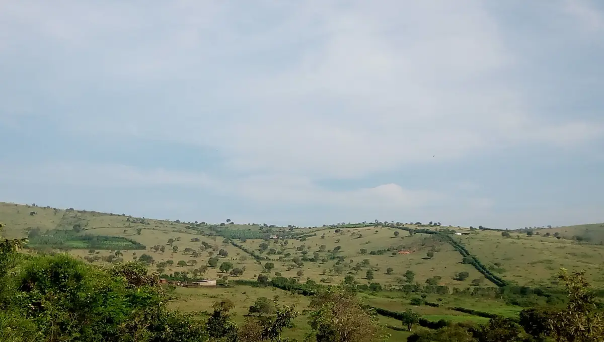 Rolling hills with fields in eastern Rwanda