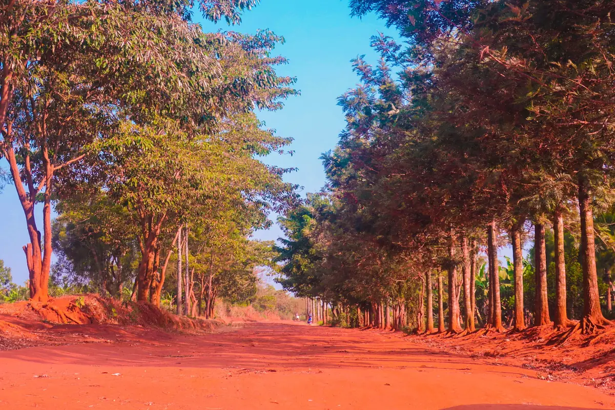 A red dirt road lined with trees in Rwamagana
